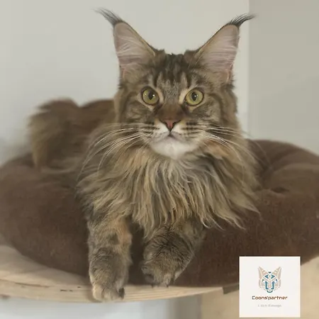 Oda ve Kahvaltı Partner Peyriac-Minervois